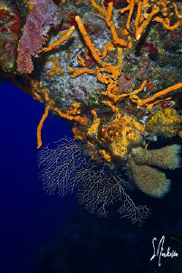 Diving along the wall of Palancar always affords a view l... by Steven Anderson 